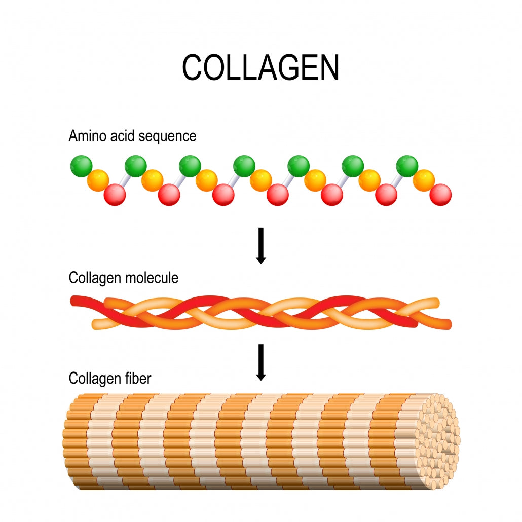 Collagen Peptides Versus Hydrolyzed Collagen