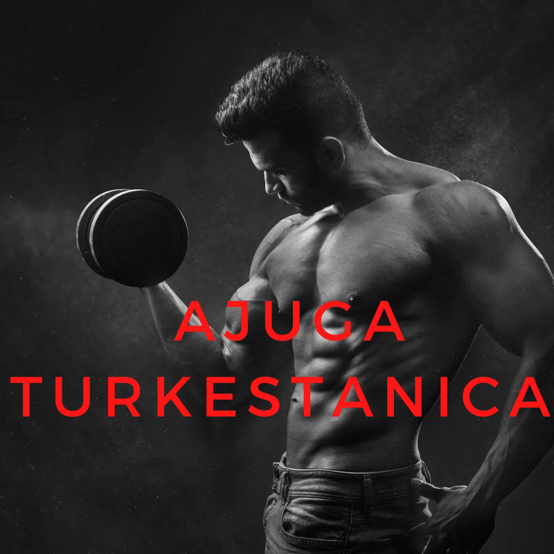 Ajuga Turkestanica Extract: Unveiling Its Benefits - Supplement Shop
